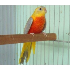 Turquasine Opalina Casal Pronto para criar Criador Exoticos
