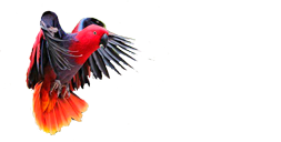 criadorexoticos.com